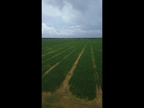 FAZENDA A VENDA EM BRITANIA REGIÃO DO VALE DO ARAGUAIA - 654 HECTARES