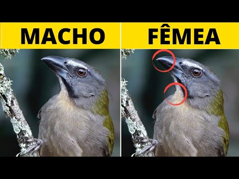 COMO SABER SE O SEU TRINCA FERRO É MACHO OU FÊMEA? [ TÉCNICA INFALÍVEL]✓👍🚨👌