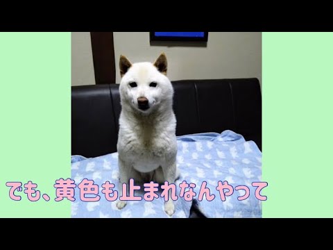 ワンワンU・x・Uお悩み相談室2️⃣1️⃣〜越前市「まいかちゃん」🐶#黄色信号はSTOP‼️