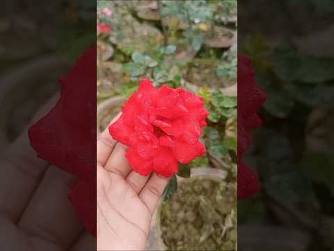 A Burst of Floral Beauty: The Most Beautiful Rose Ever #beautiful #rose #flowers #trending #shorts
