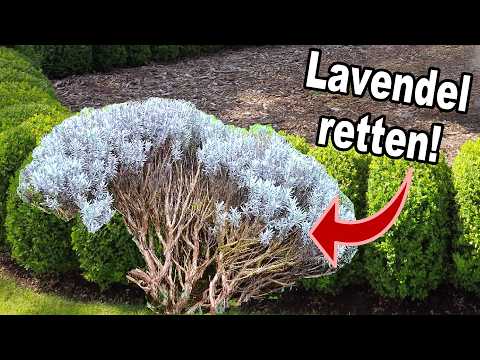 Wie du einen verkahlten Lavendel retten kannst!