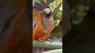 Canto da Sabiá Laranjeira #aves #pássaros #cantando