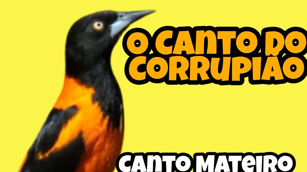O Canto do Corrupião - Canto Mateiro