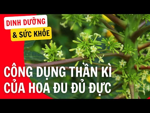 , title : 'Công Dụng Thần Kỳ Của Hoa Đu Đủ Đực | Dinh Dưỡng Và Sức Khỏe'