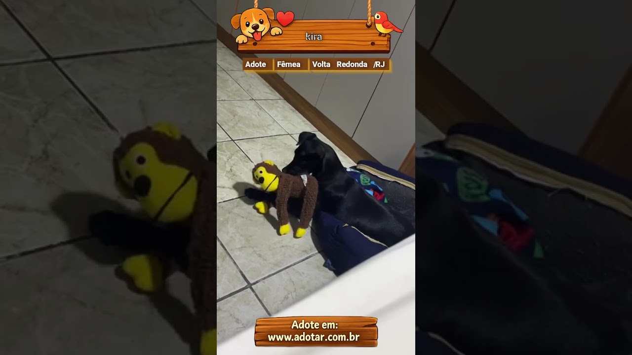 Cachorro raça SRD-ViraLata idade 2 a 6 meses nome kira