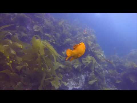 Anacapa Island, CA Diving 2017