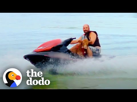 Have You Ever Seen a Cow on a Jetski?