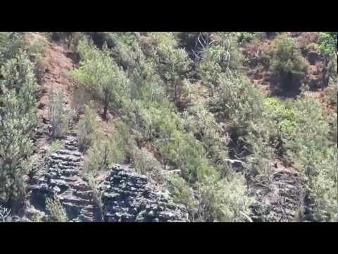 Frigatebird and Red Tail Tropicbirds at Kilauea Point NWR
