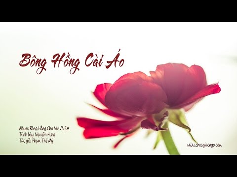 Bông hồng cài áo