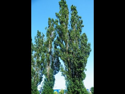 КЕРЕСТУРСКИ ТОПОЛЇ