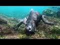Marine Iguana