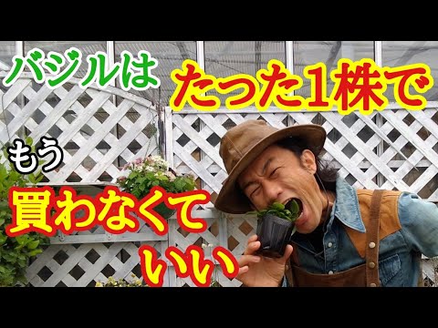 一年中バジルを育てている