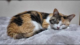 2026.4.21　よく寝るフミちゃんｚZ　『一週間記念にプレゼント』