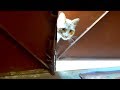 Cat Meowing Because He Was Very Hungry I Fed Him At My Garage