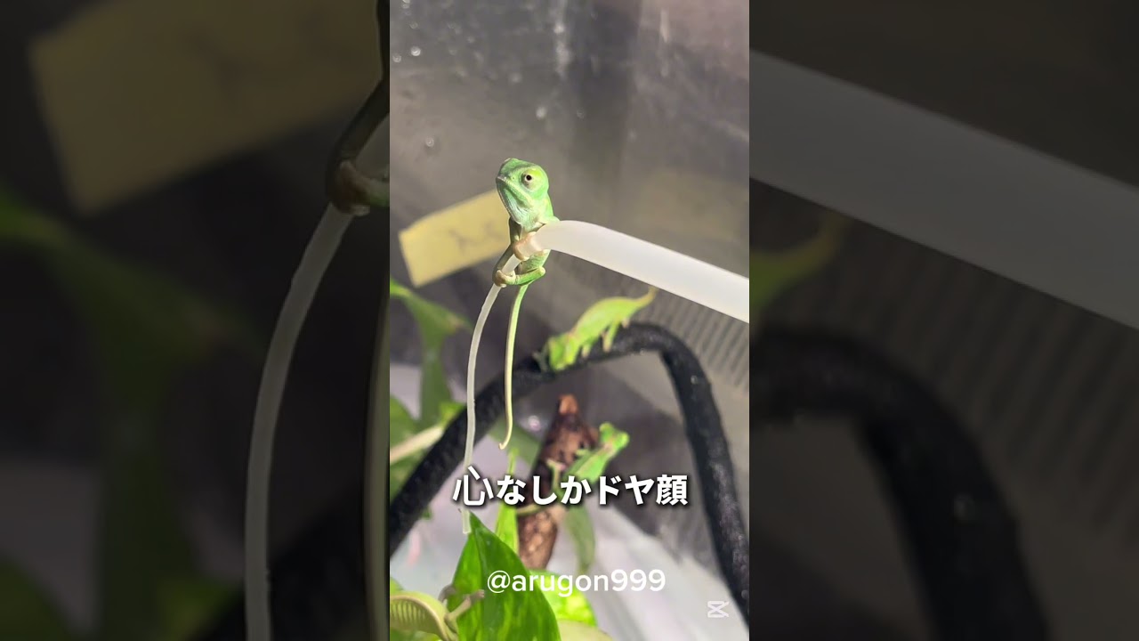エボシカメレオンの赤ちゃん よくお飲み...