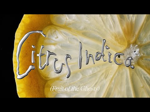 Citrus Indica (Fruit of the Ghosts)