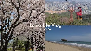 [韓国生活vlog] 桜特集2021春 / スユクカルグクス / 猫と海外暮らし