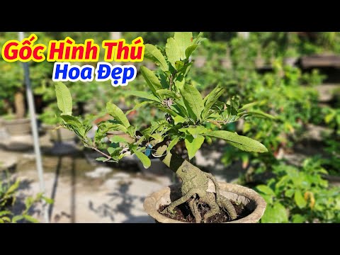 CÂY ĐÃ BÁN | 21/4. BÁN CÂY MAI GỐC HÌNH THÚ 0902074660 | MAI CÚC KHÔNG NHỊ