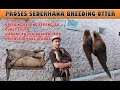 CARA BREEDING BERANG BERANG SEDERHANA SEKALI DUO EKPUT