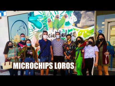 COLOCACIÓN MICROCHIPS  (GUACAMAYOS,AMAZONAS,GRAN ALEJANDRINO)