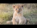 Our Kenya Safari