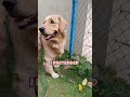 When The Sun Is Too Hot🥵 #furry #pixelextended #pixel #dog #shorts #video #viral #love #cute #summer