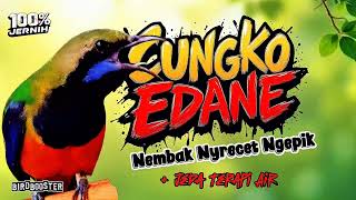 Download lagu MASTER CUCAK CUNGKO GACOR! NEMBAK NYRECET JEDA TERAPI AIR mp3 Download lagu MASTER CUCAK CUNGKO GACOR! NEMBAK NYRECET JEDA TERAPI AIR mp3