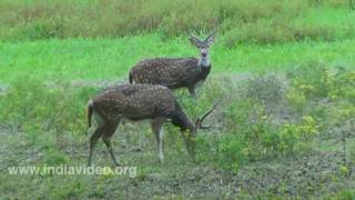 Deer park in Birbhum, Calcutta