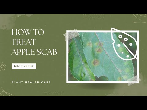 image-Why are the leaves turning yellow on my crabapple tree?