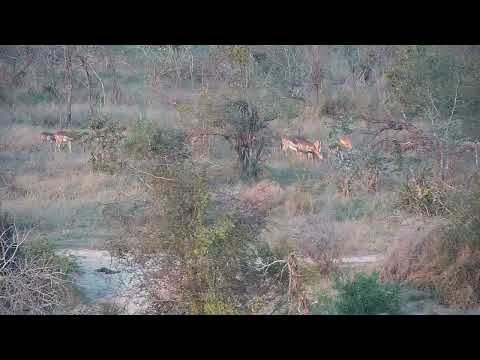 Djuma: Grazing Impalas - 17:04 - 08/14/2023