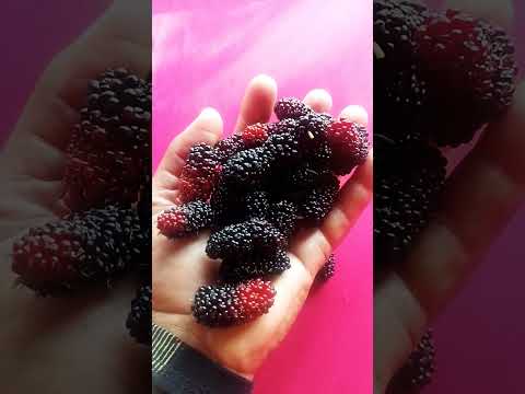 sítio em Comodoro mato grosso