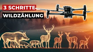 Dies 3 Schritte musst du bei der Wildzählung mit der Drohne unbedingt beachten!