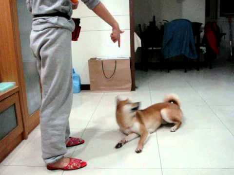 饅頭槍擊過程(原發表者:饅頭爸)(影片)