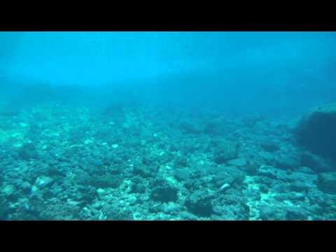 Shark off Niue Wharf