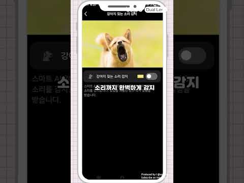우리집 강아지와 멀어졌다 가까워지기 | Tapo C245D