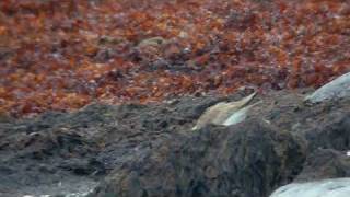 preview picture of video 'Lesser Sand Plover in Kristiinankaupunki'