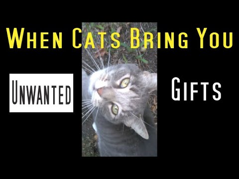 WHEN CATS BRING YOU UNWANTED GIFTS~WHAT DO YOU DO