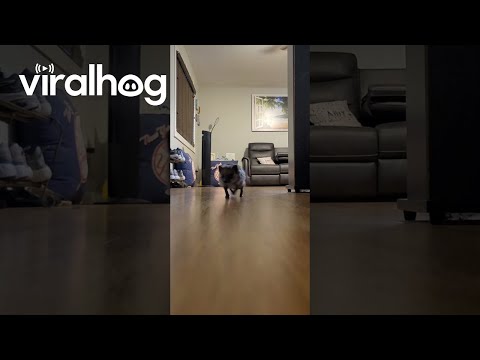 Hedgehog Tippy Taps Sound Like a Helicopter || ViralHog