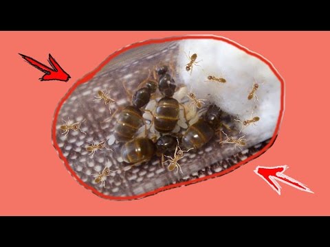 Lasius flavus - колония с нуля за 6 месяцев. Муравьиная ферма.Colony from scratch in 6 months