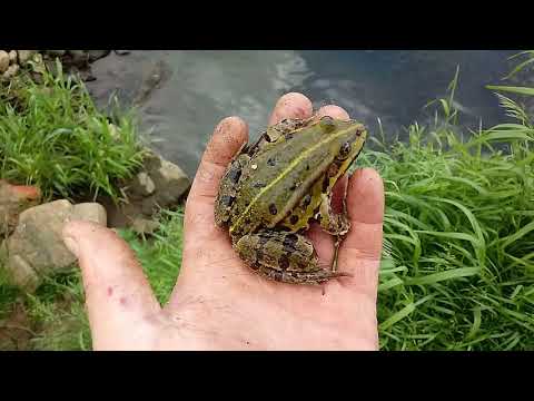 100#. Odłowione żaby z oczka odzyskują wolność.