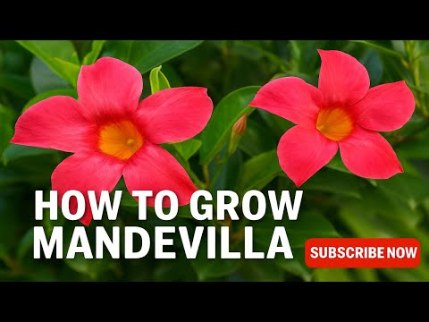 How to Grow Mandevilla | Magical Flowering Vine for Stunning Summer Blooms