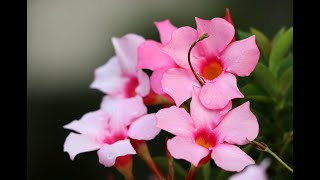 Mandevilla - Perfect Flowering Vine| How to Care & Grow the Magical Mandevilla