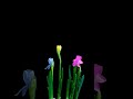 Blue and Yellow Daffodils..#timelapse #daffodilsds #daffodil #slowmotion