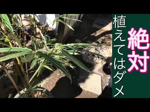 プライバシーヘッジに適した竹の種類は何ですか?非追跡種トップ5！  庭園