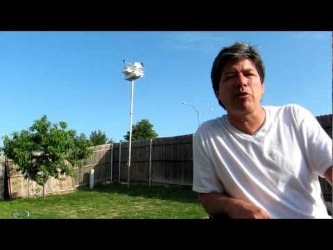 image-Can sparrows and purple martins coexist?