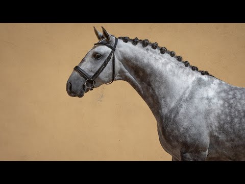 Horse for Sale | Sublime Lusitano - golden medal winner (REF#409)
