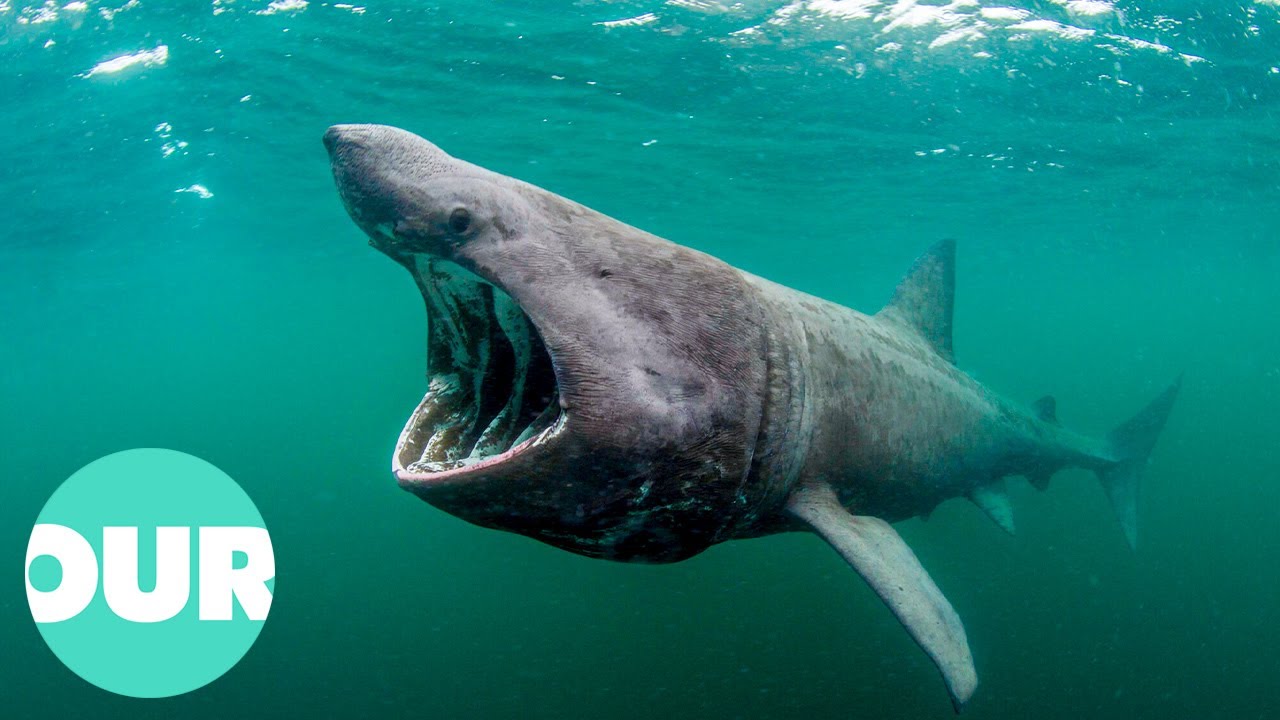 How Marine Life Communicates and Survives