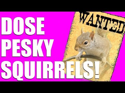 Fieldsports Britain – Shot Show 2014 review – and squirrel hunting…