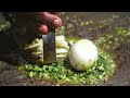 Chessiest Egg Dish Ever Lalabhai Omlet Center Bharuch Egg Street Food Indian Street Food