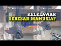 Kelelawar Sebesar Manusia Gemparkan Filipina